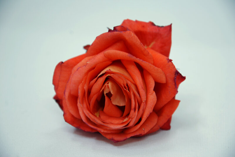 Red Rose Flower — Calm, Photograph, Petals, White Background