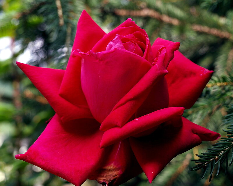 Red Rose Flower — Calm, Photograph, Pine Needles