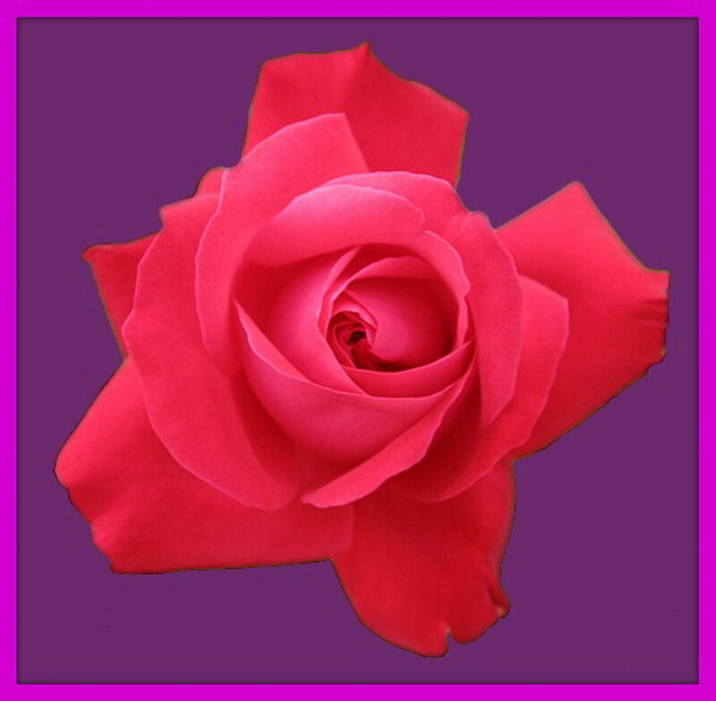 Red Rose Flower — Calm, Photograph, Purple Background
