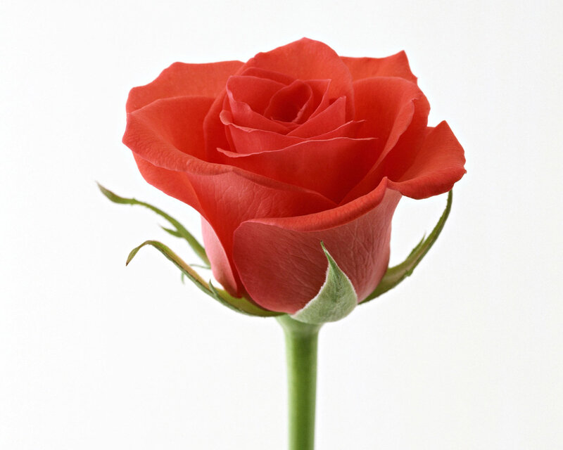 Red Rose Flower — Calm, Photograph, Stem, Leaf, Petal