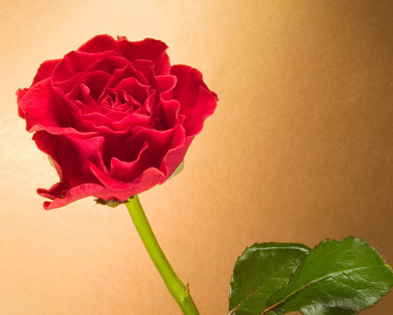 Red Rose Flower — Calm, Photograph, Stem, Leaf