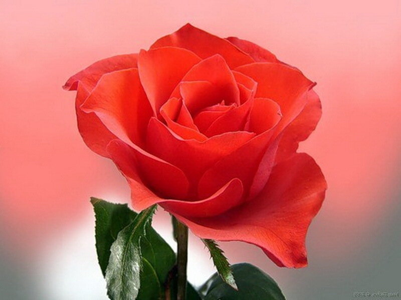 Red Rose Flower — Calm, Photograph, Stem, Leaves