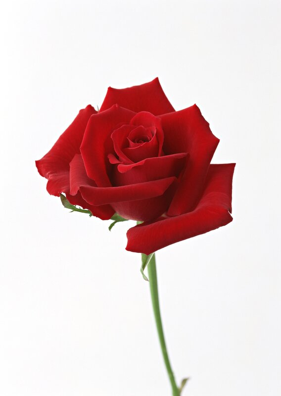 Red Rose Flower — Calm, Photograph, Stem, Petals, Leaf