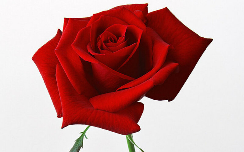Red Rose Flower — Calm, Photograph, Stem, Petals