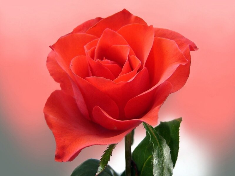 Red Rose Flower — Calm, Photograph, Stem