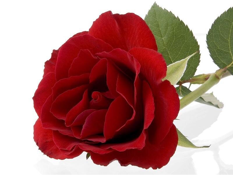 Red Rose Flower — Calm, Photograph