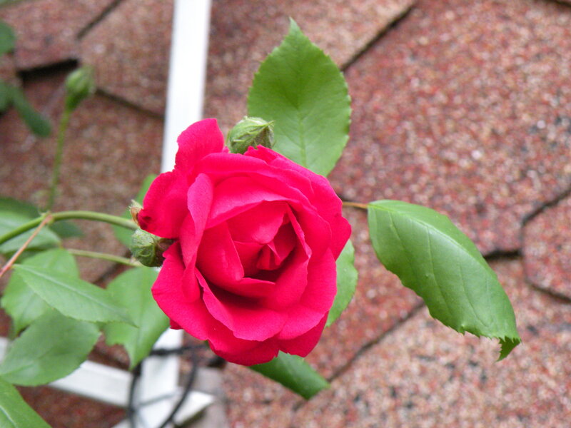 Red Rose Flower — Calm, Spring