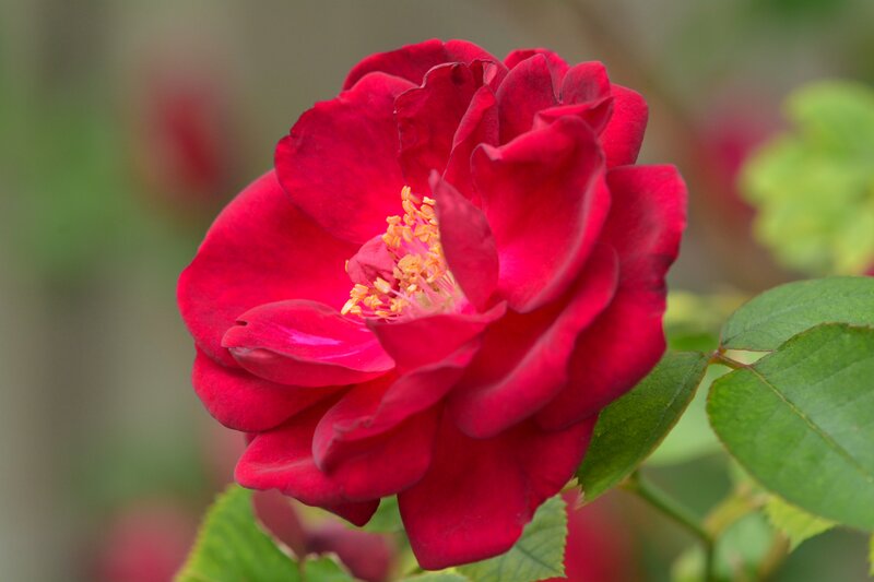 Red Rose Flower — Calm, Summer