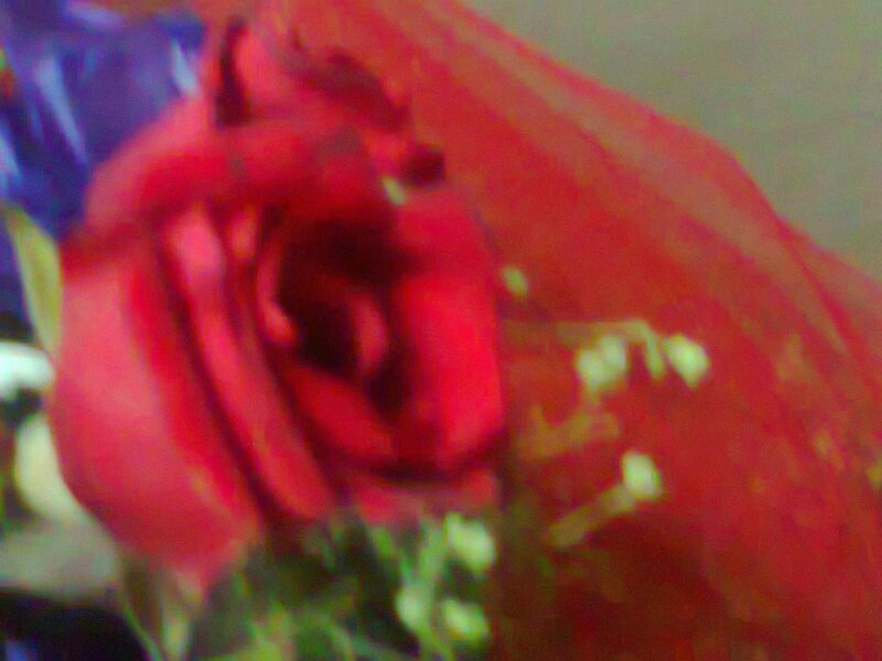 Red Rose Flower — Calm