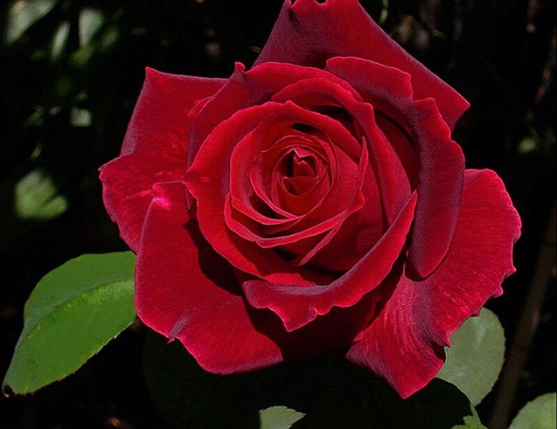 Red Rose Flower — Dramatic, Afternoon, Photograph, Green Leaf