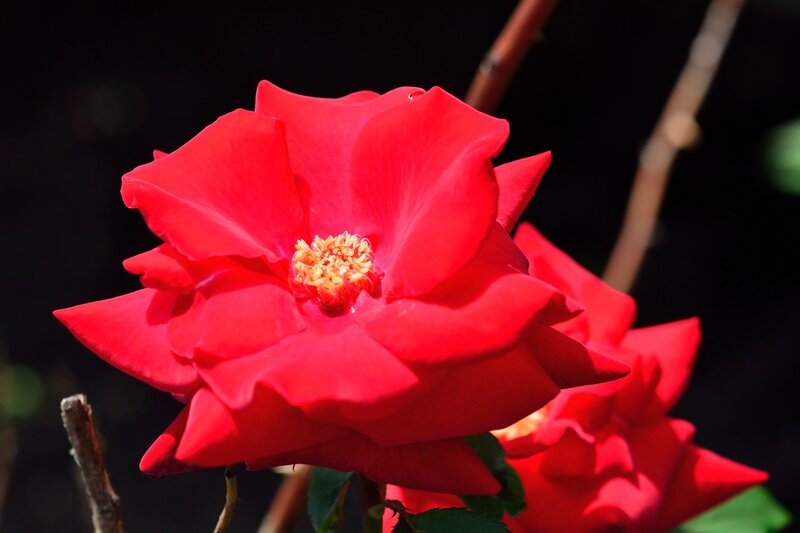 Red Rose Flower — Dramatic, Afternoon, Photograph