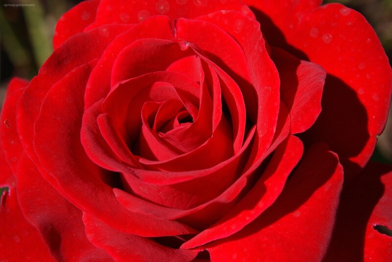 Red Rose Flower — Dramatic, Afternoon