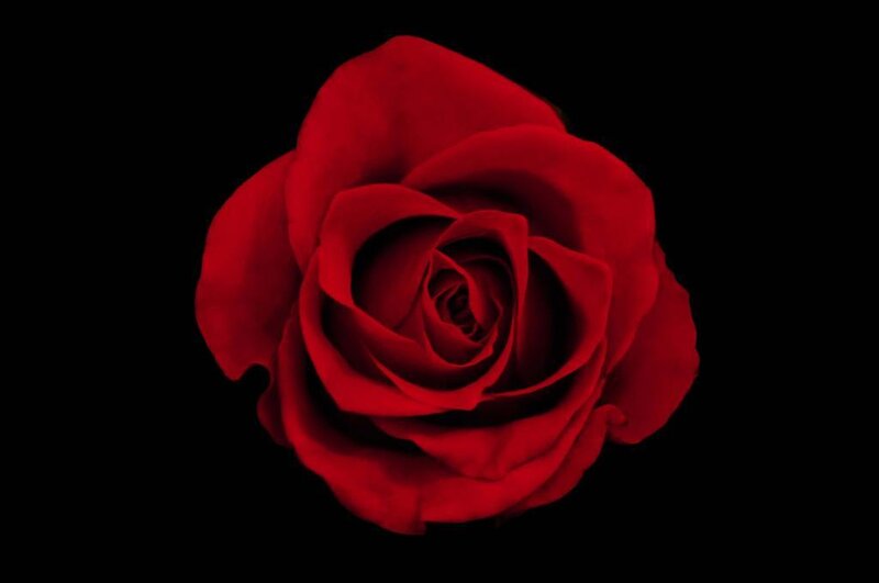 Red Rose Flower — Dramatic, Black