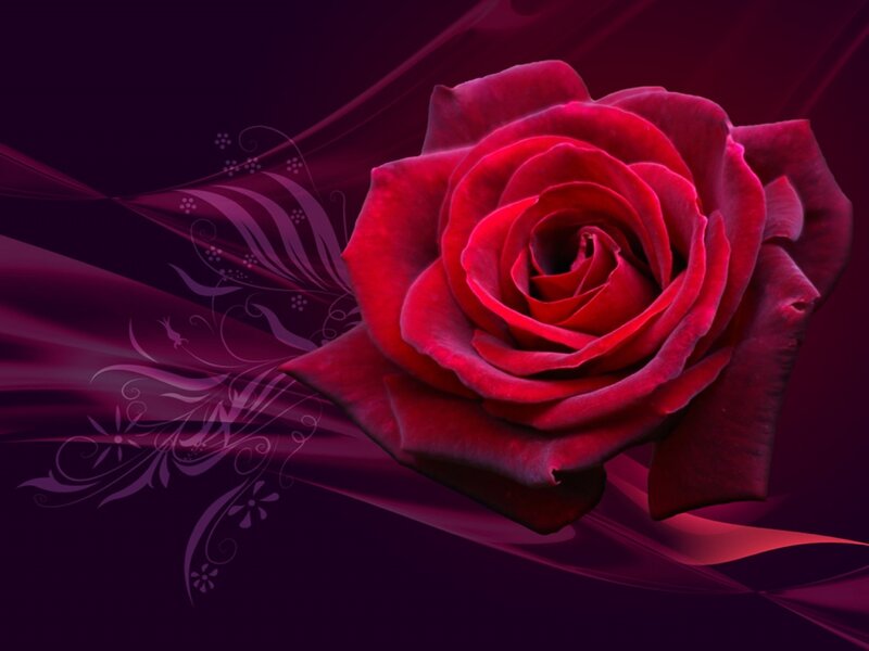 Red Rose Flower — Dramatic, Digital Art, Floral Design
