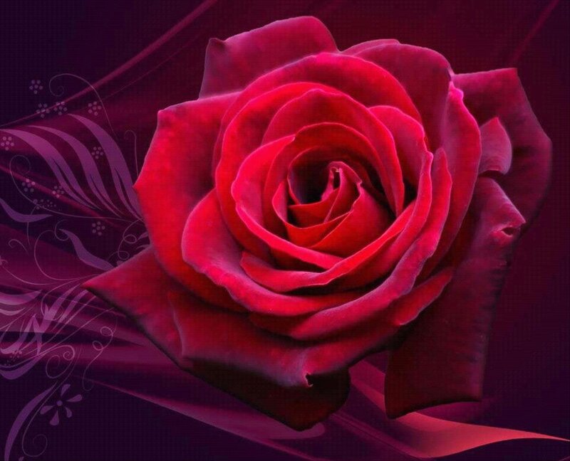 Red Rose Flower — Dramatic, Digital Art, Flowers, Leaves, Background