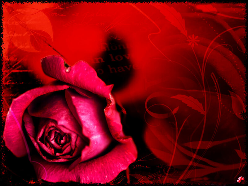 Red Rose Flower — Dramatic, Digital Art, Flowers, Leaves