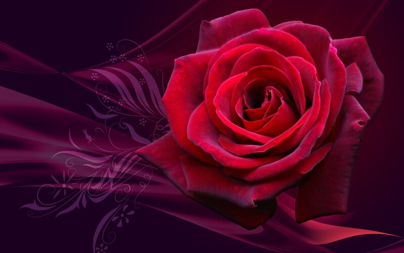 Red Rose Flower — Dramatic, Digital Art, Flowers, Swirls, Dark Background, Purple, Black
