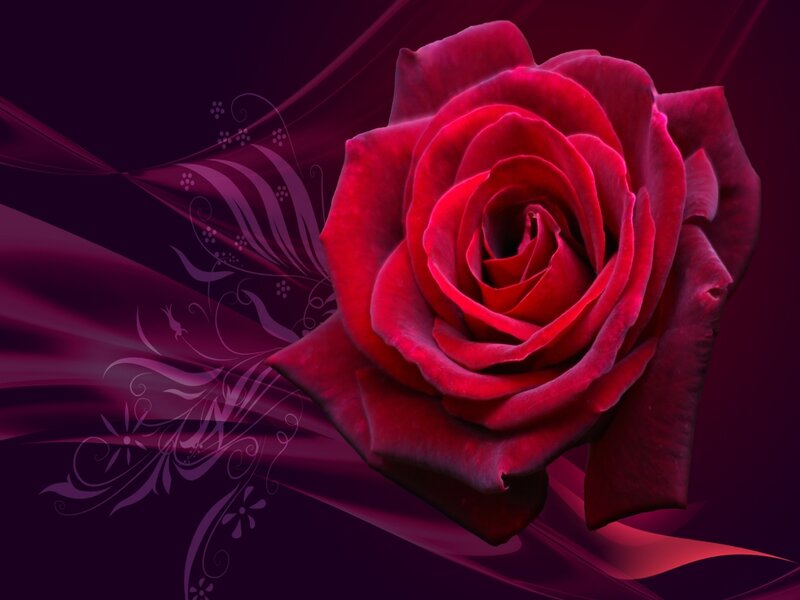 Red Rose Flower — Dramatic, Digital Art, Flowers, Swirls, Dark Background