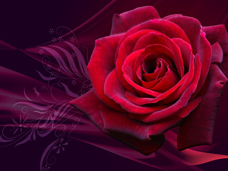 Red Rose Flower — Dramatic, Digital Art, Flowers, Swirls