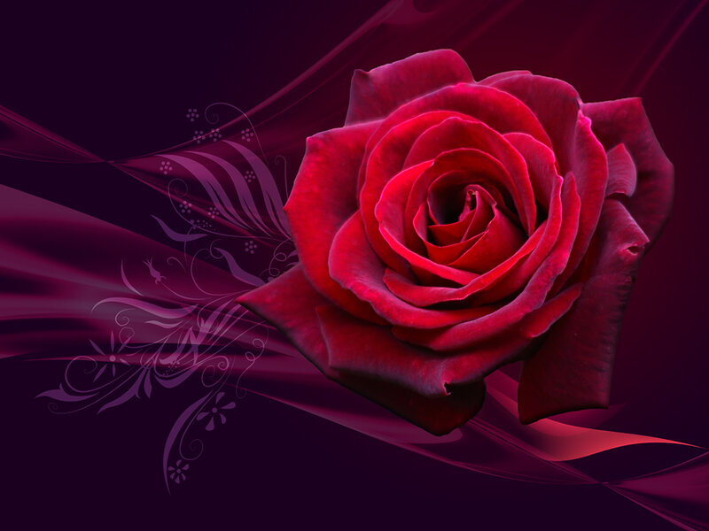 Red Rose Flower — Dramatic, Digital Art, Flowers