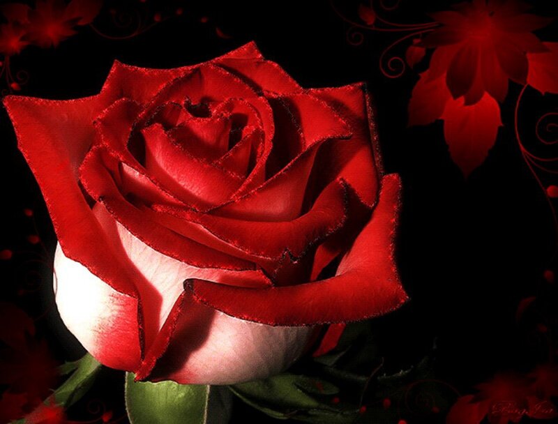 Red Rose Flower — Dramatic, Digital Art, Leaves, Flowers