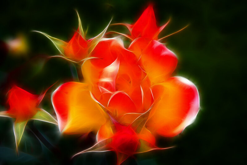 Red Rose Flower — Dramatic, Digital Art, Petals, Buds