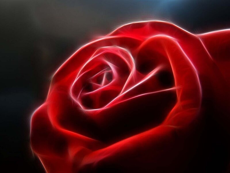 Red Rose Flower — Dramatic, Digital Art, Petals, Dark Background