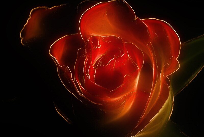 Red Rose Flower — Dramatic, Digital Art, Petals, Stem