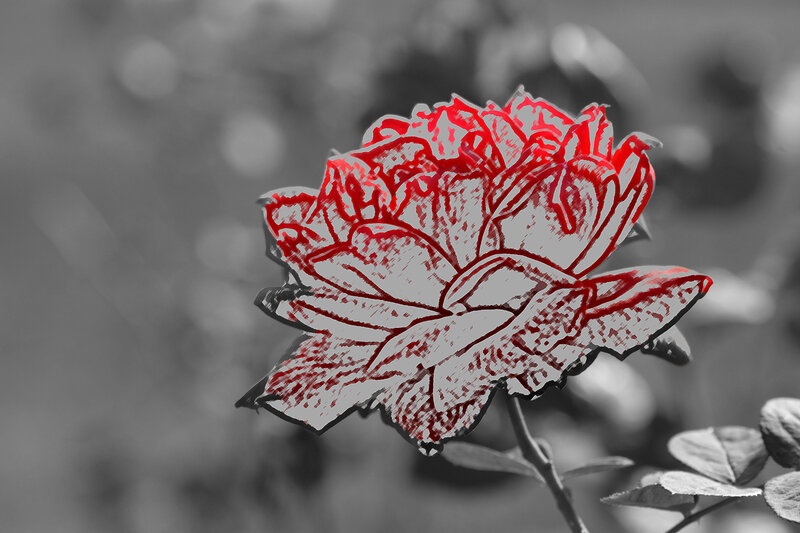 Red Rose Flower — Dramatic, Digital Art, Stem, Leaves