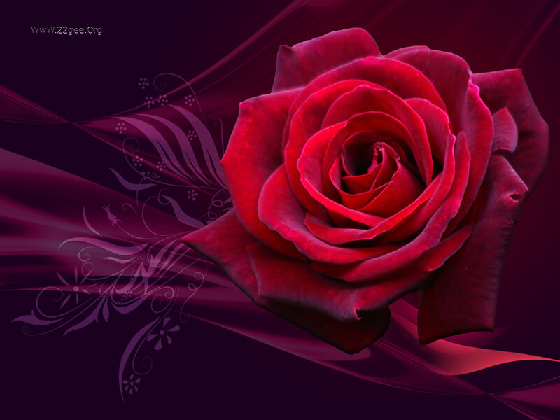 Red Rose Flower — Dramatic, Digital Art
