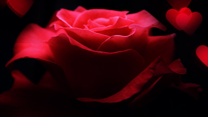 Red Rose Flower — Dramatic, Night, Photograph, Hearts