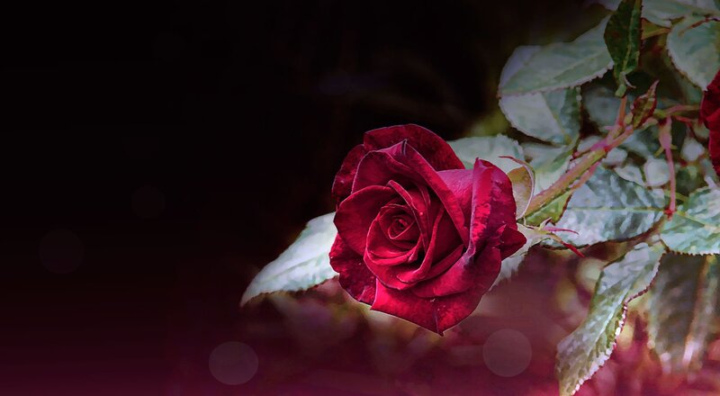 Red Rose Flower — Dramatic, Night, Photograph, Leaves
