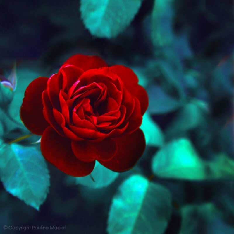 Red Rose Flower — Dramatic, Night, Photograph