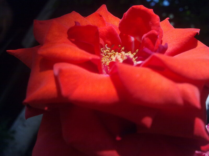 Red Rose Flower — Dramatic, Night