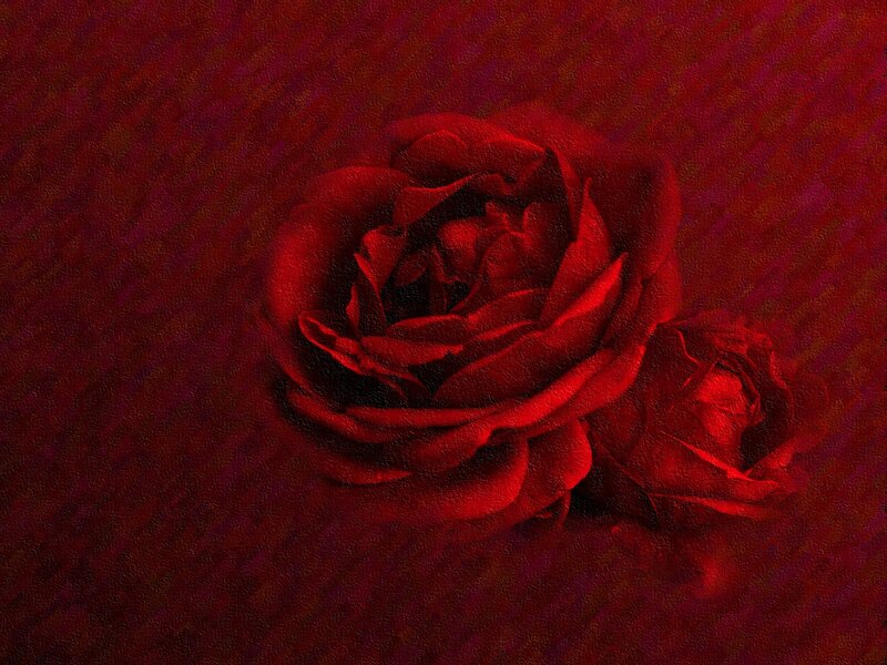 Red Rose Flower — Dramatic, Painting