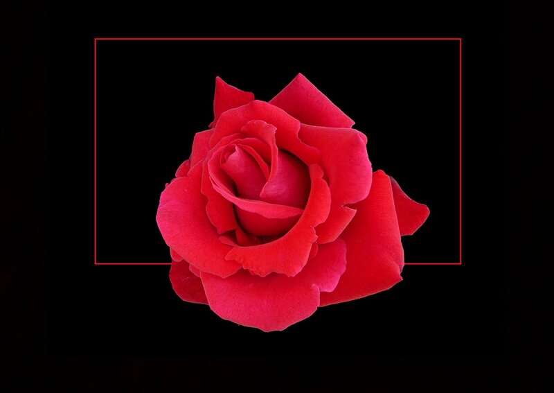 Red Rose Flower — Dramatic, Photograph, Black Background