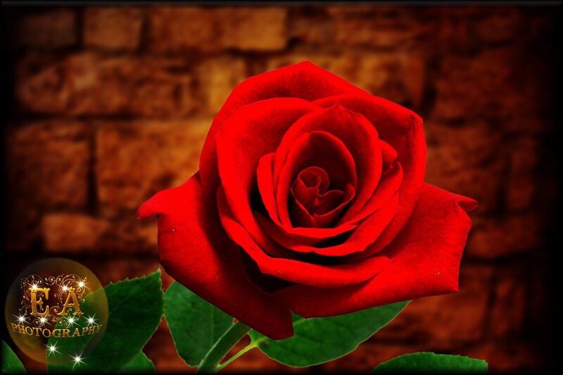 Red Rose Flower — Dramatic, Photograph, Brick Wall
