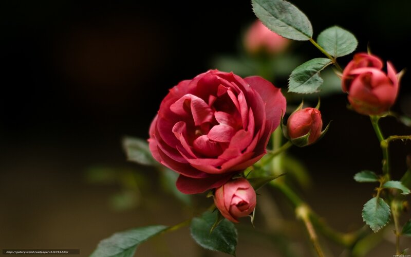Red Rose Flower — Dramatic, Photograph, Buds, Leaves, Stem