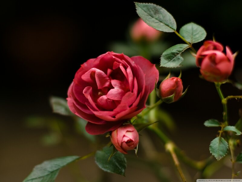 Red Rose Flower — Dramatic, Photograph, Buds, Leaves