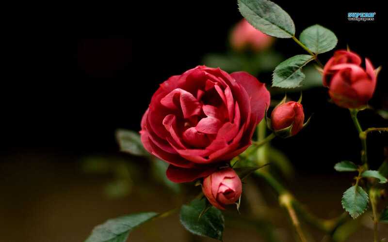 Red Rose Flower — Dramatic, Photograph, Buds
