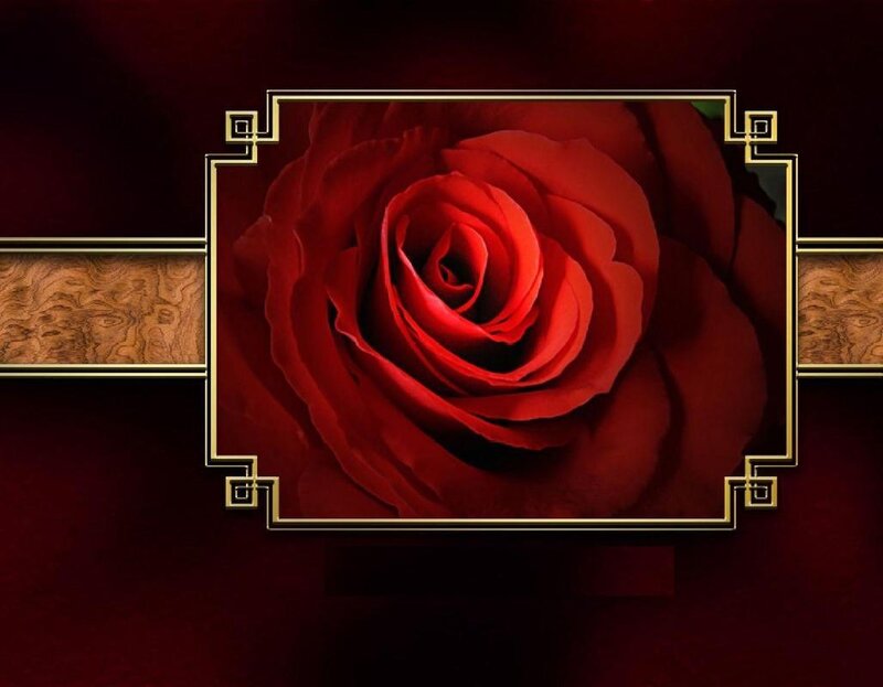 Red Rose Flower — Dramatic, Photograph, Frame