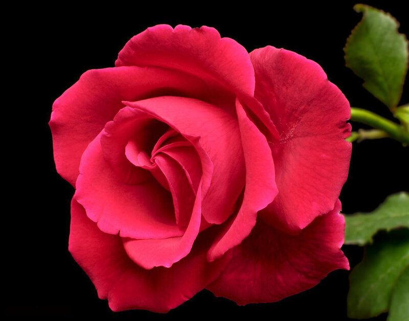 Red Rose Flower — Dramatic, Photograph, Green Leaf, Stem