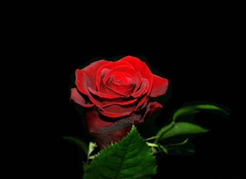 Red Rose Flower — Dramatic, Photograph, Green Leaf