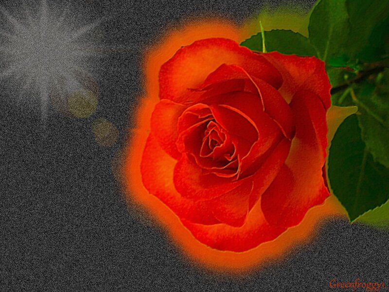 Red Rose Flower — Dramatic, Photograph, Green Leaves, Dark Background