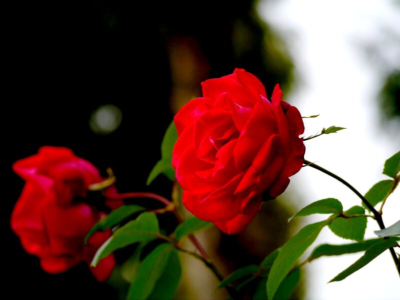Red Rose Flower — Dramatic, Photograph, Green Leaves, Flower Bud