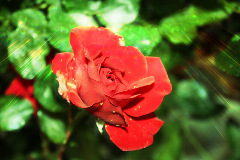Red Rose Flower — Dramatic, Photograph, Green Leaves, Light Streaks