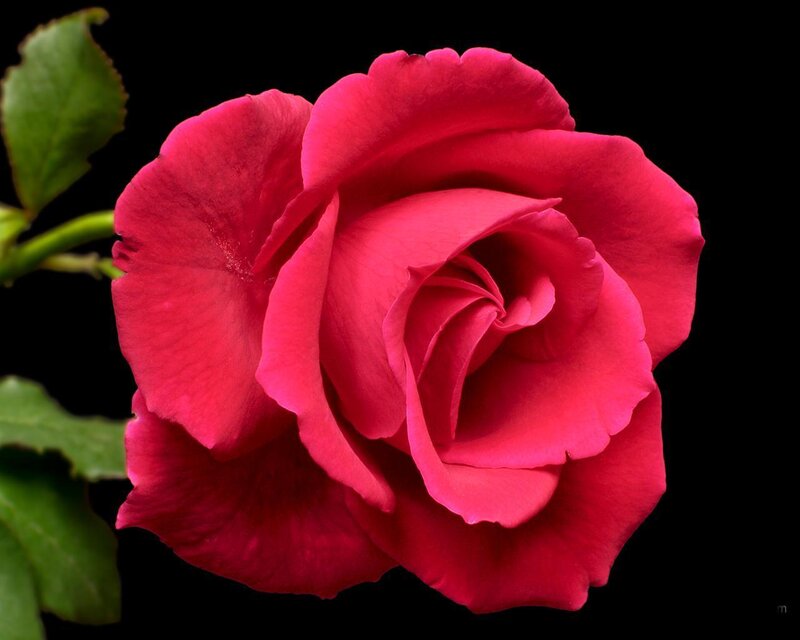 Red Rose Flower — Dramatic, Photograph, Green Leaves, Stem, Black