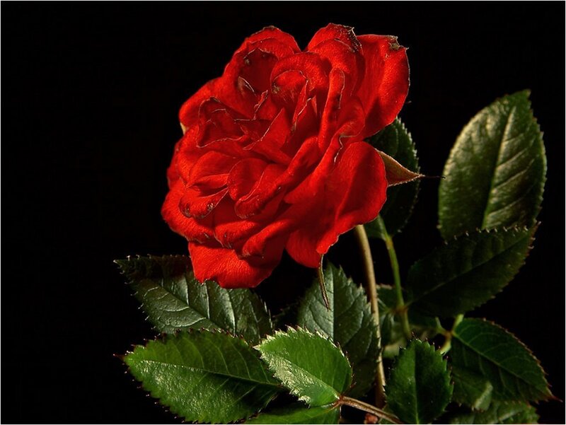 Red Rose Flower — Dramatic, Photograph, Green Leaves, Stem