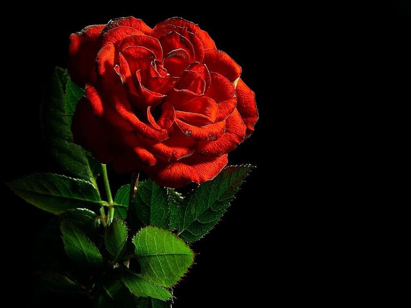 Red Rose Flower — Dramatic, Photograph, Green Leaves