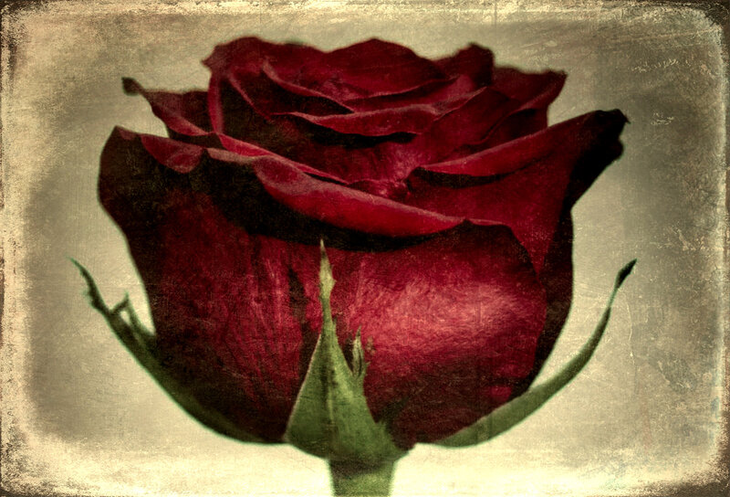 Red Rose Flower — Dramatic, Photograph, Green Stem